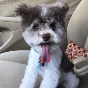 Meet your Posher, Mario